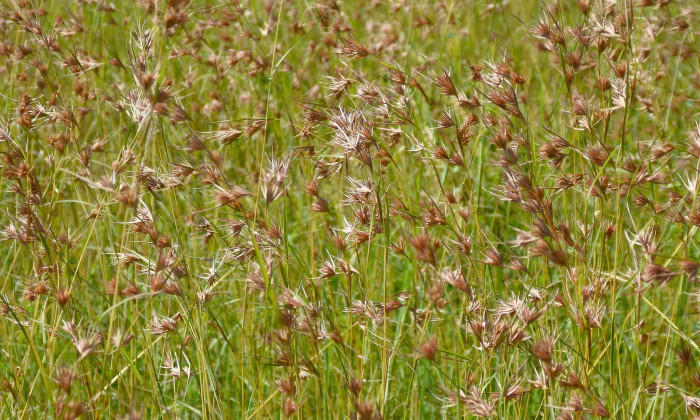 솔새 - Red Grass, Themeda triandra Forssk. ssp. japonica (Willd.) T. Koyama