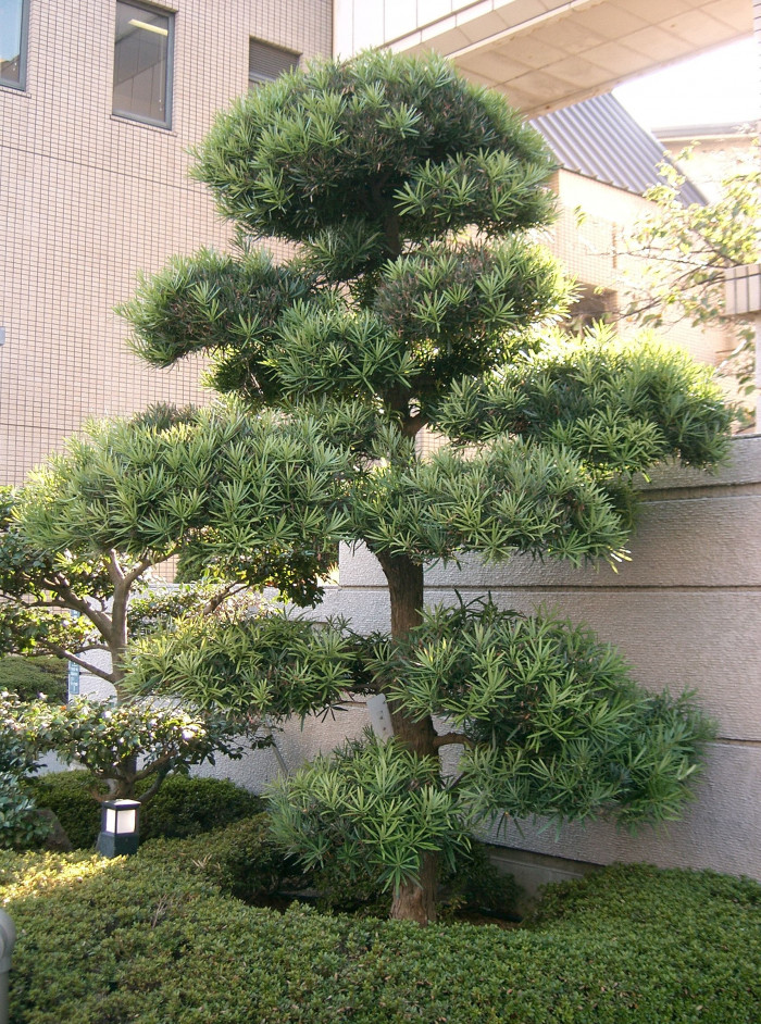 나한송 - Podocarpus macrophyllus (Thunb.) D.Don
