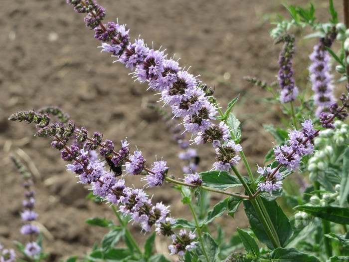 스피어민트 - Mentha Spicata