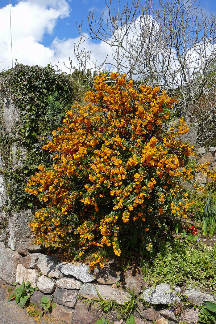 다윈매자나무 - Darwins Barberry, Berberis darwinii