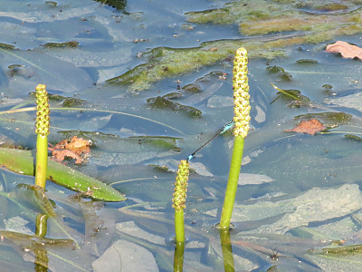 대가래 사진 - Potamogeton malaianus Miq. Photos