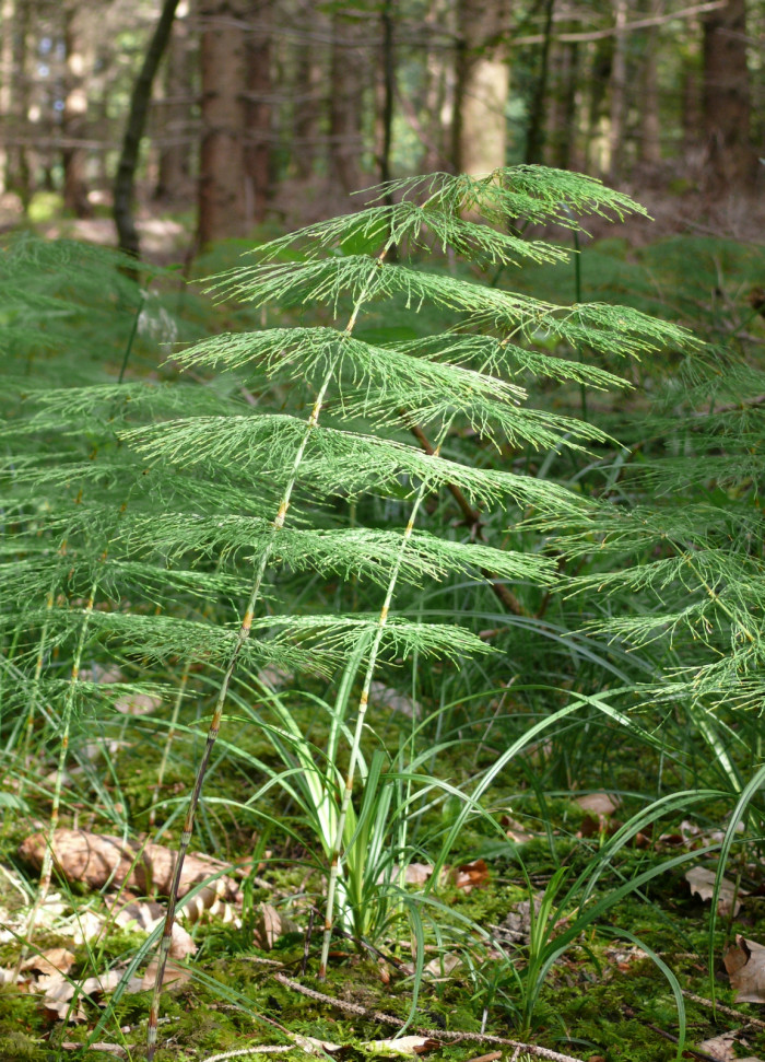 능수쇠뜨기 - Equisetum sylvaticum L.