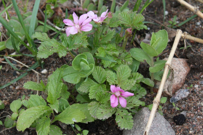 가새함경딸기 - Rubus arcticus for. dentipetala Uyeki & Sakata