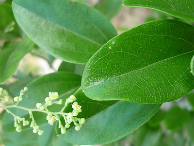 댕댕이덩굴 사진 - Cocculus trilobus Photos