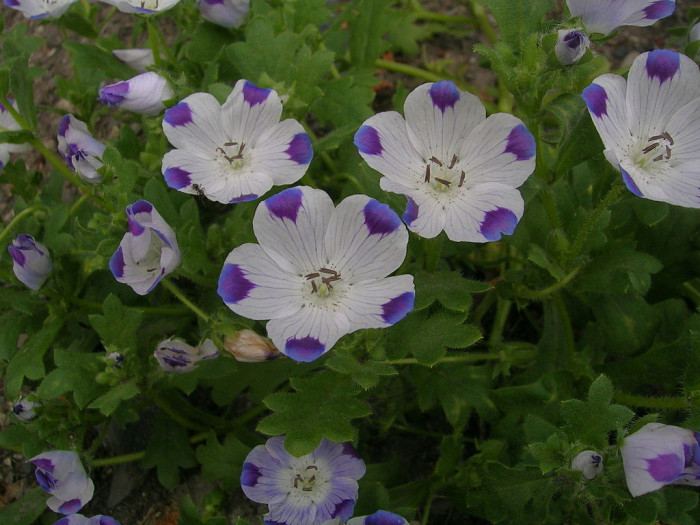 네모필라 - Nemophila Maculata 