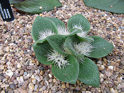 마소니아 퍼스툴레타 사진 - Massonia pustulata Photos