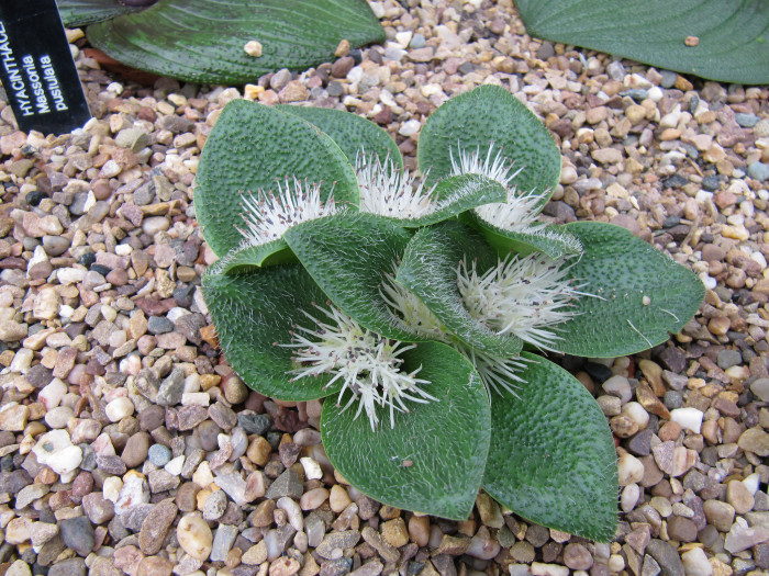 마소니아 퍼스툴레타 - hedgehog lily, Massonia pustulata