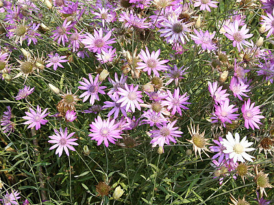 엑서란테멈 사진 - Xeranthemum annuum Photos