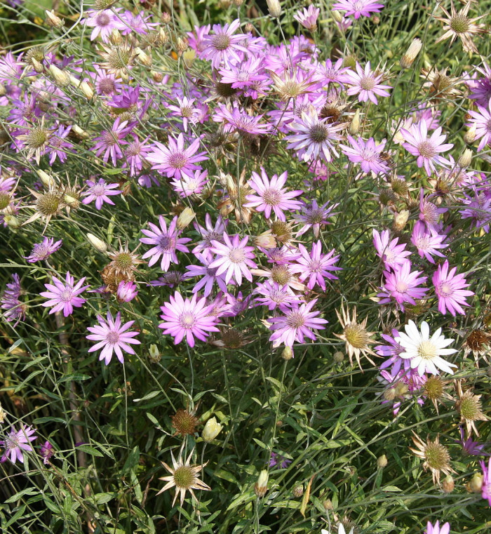 엑서란테멈 - annual everlasting, immortelle, Xeranthemum annuum