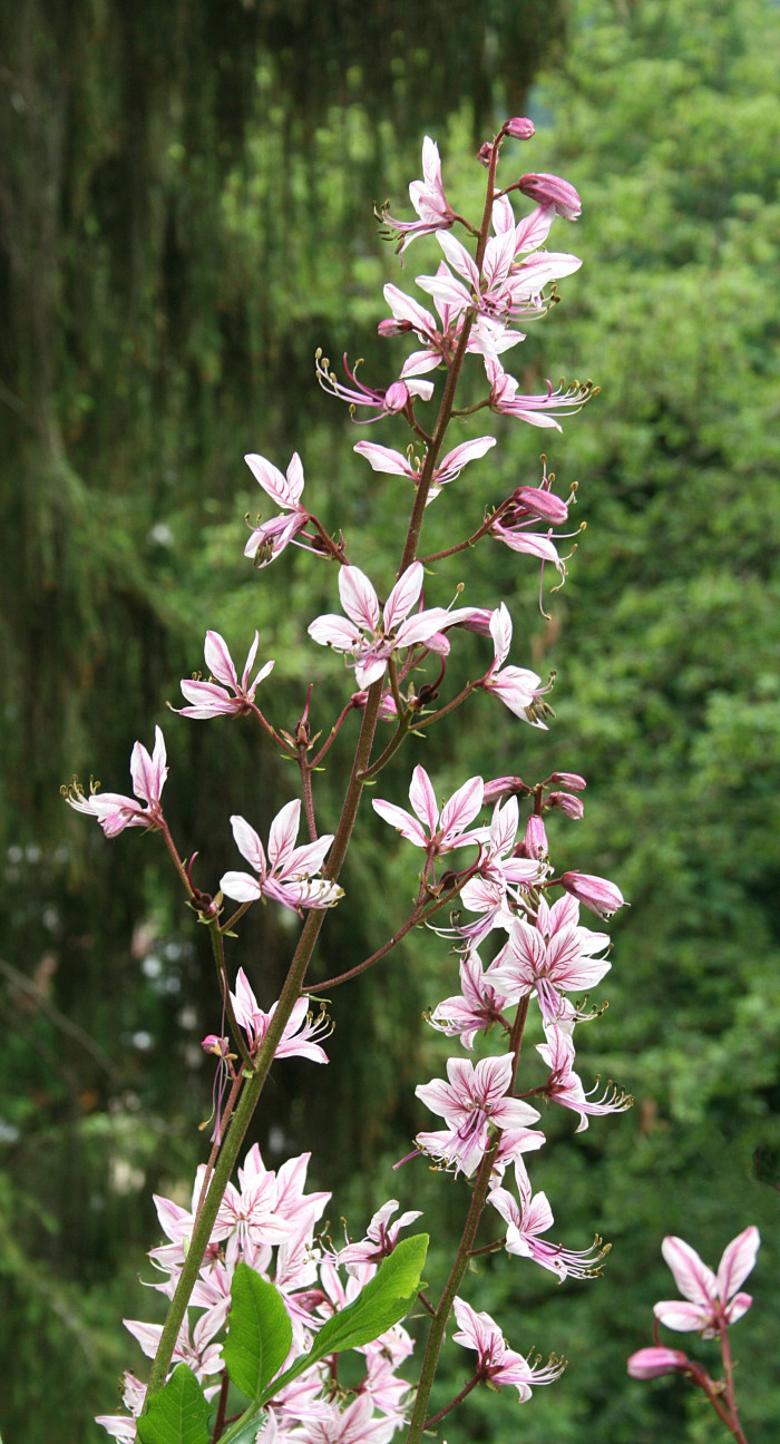 백선 - fraxinella, Dictamnus dasycarpus Turcz.