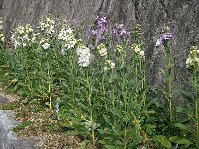 마티올라 사진 - Matthiola incana Photos