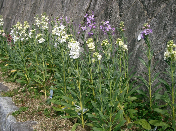 마티올라 - brompton stock, Matthiola incana