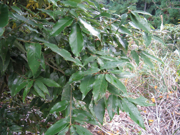 넓은잎참가시나무 - Quercus salicina for. latifolia Nakai