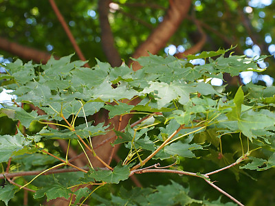 고로쇠나무 사진 - Acer pictum subsp. mono (Maxim.) Ohashi Photos