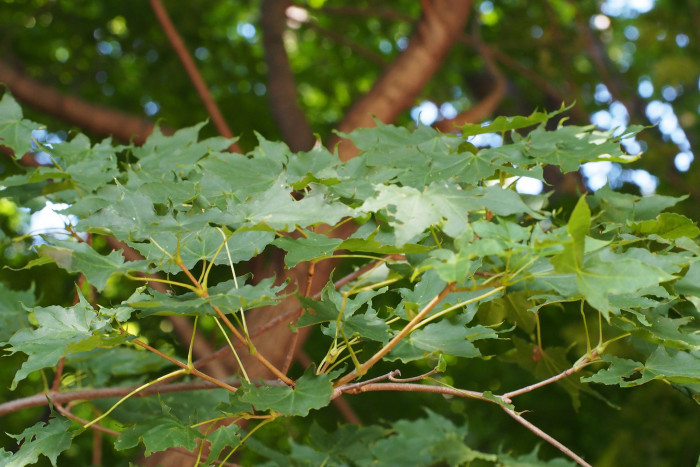 고로쇠나무 - Acer pictum subsp. mono (Maxim.) Ohashi