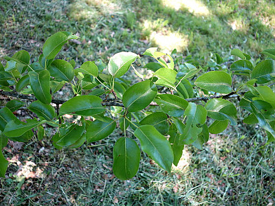 남해배나무 사진 - Pyrus ussuriensis var. nankaiensis (Nakai) T.B.Lee Photos
