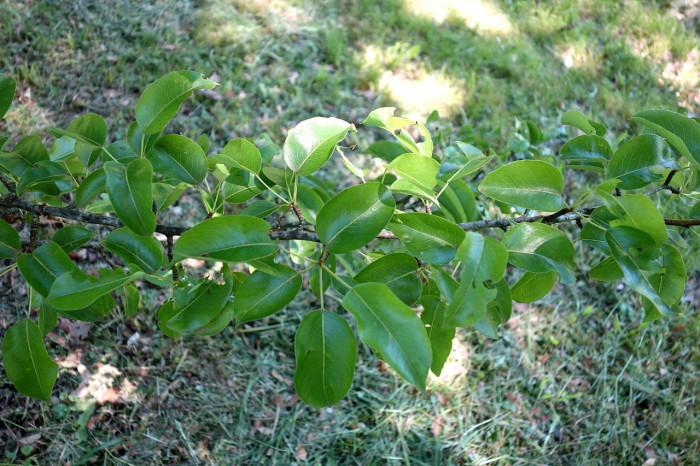 남해배나무 - Pyrus ussuriensis var. nankaiensis (Nakai) T.B.Lee
