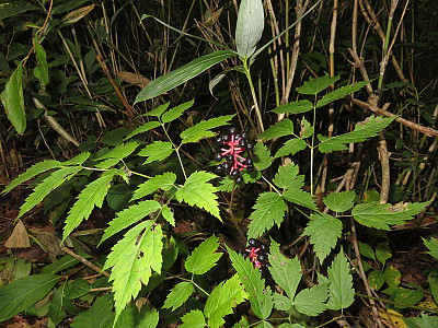 노루삼 사진 - Actaea asiatica H.Hara Photos