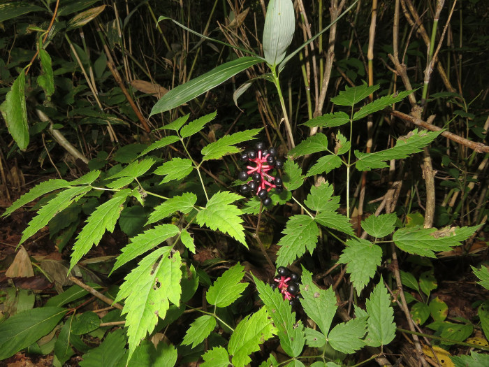 노루삼 - Actaea asiatica H.Hara