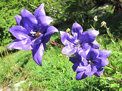 겹도라지 사진 - Platycodon grandiflorum var. duplex Makino Photos