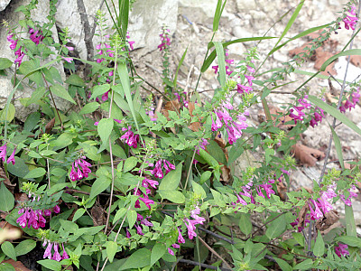 꽃며느리밥풀 사진 - Melampyrum roseum Maxim. Photos