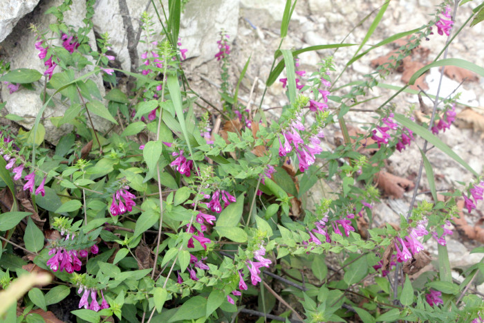 꽃며느리밥풀 - Melampyrum roseum Maxim.