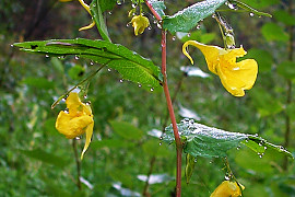 노랑물봉선 - Impatiens nolitangere L. var. nolitangere