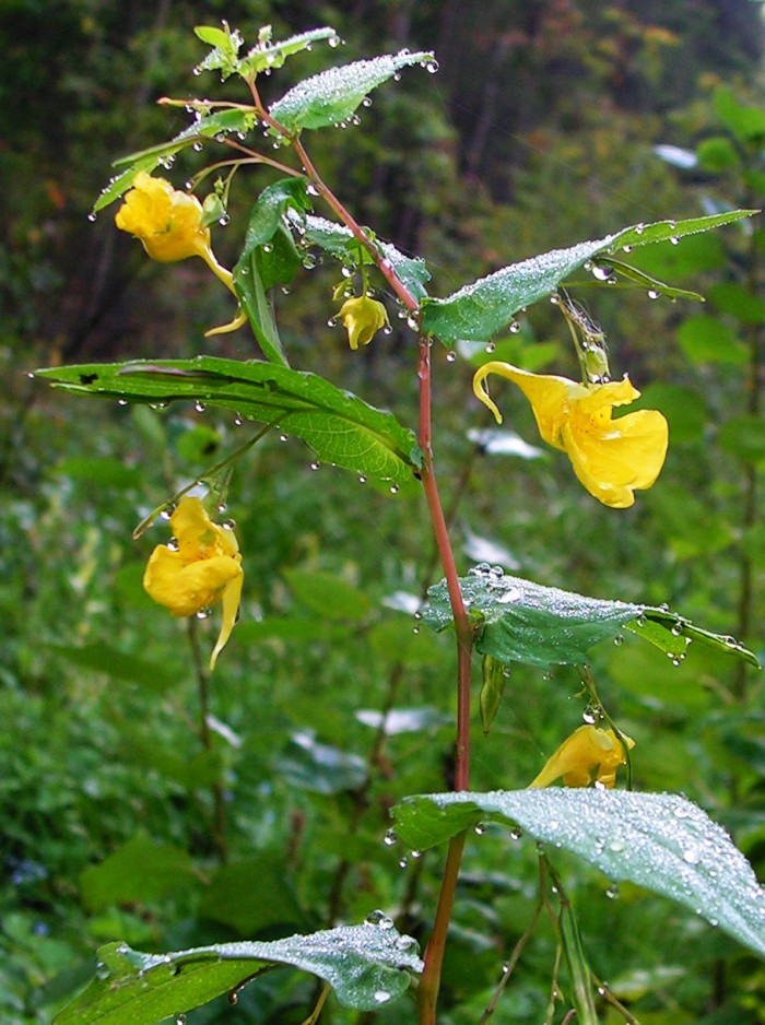 노랑물봉선 - Impatiens nolitangere L. var. nolitangere