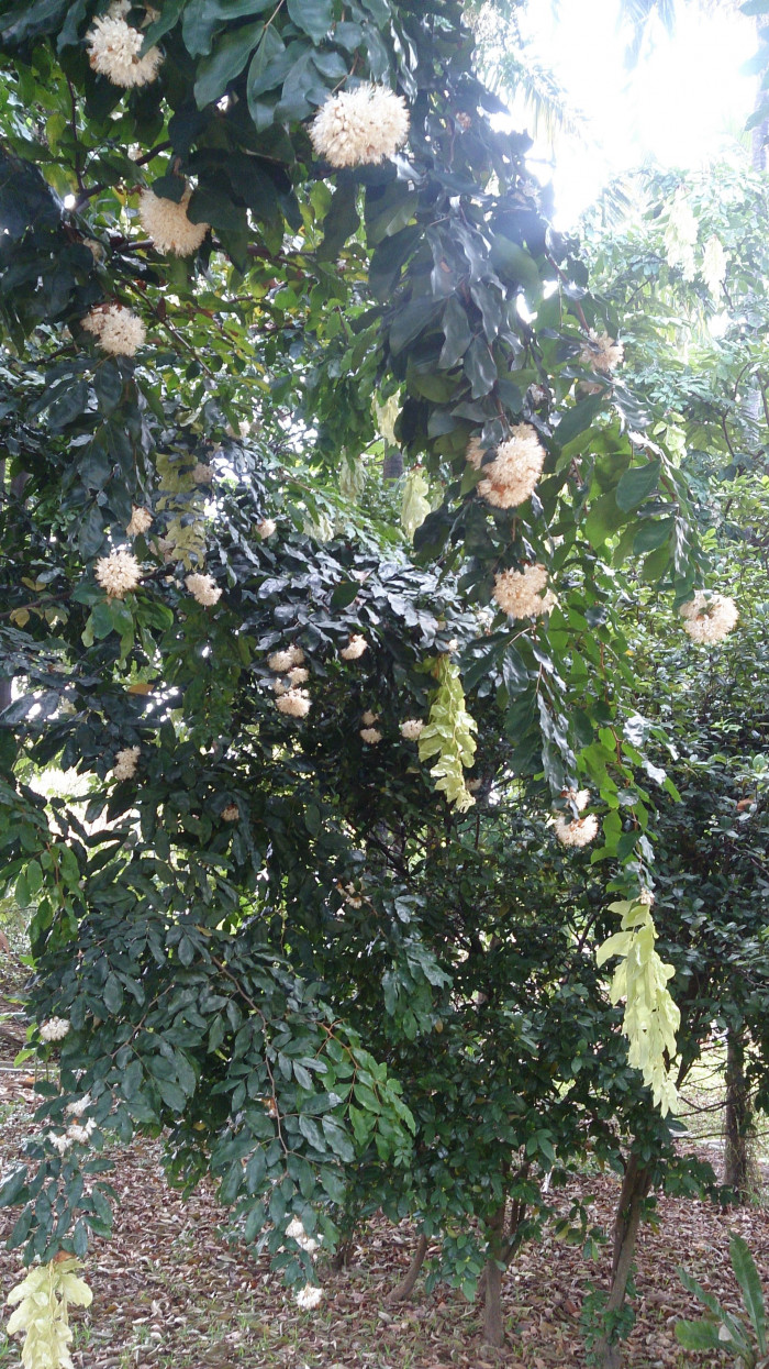 비둘기나무 - Handkerchief tree, Maniltoa browneoides