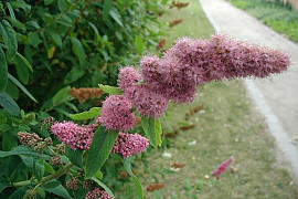 꼬리조팝나무 - Spiraea salicifolia L.