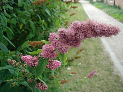 꼬리조팝나무 사진 - Spiraea salicifolia L. Photos