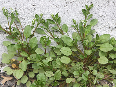 꽃마리 사진 - Trigonotis peduncularis (Trevir.) Benth. ex Hemsl. Photos