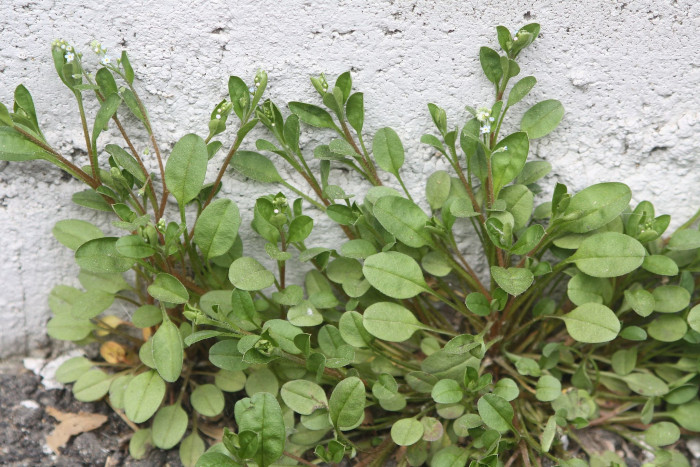 꽃마리 - Trigonotis peduncularis (Trevir.) Benth. ex Hemsl.
