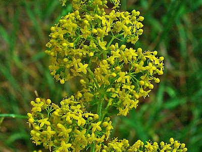 개솔나물 사진 - Galium verum var. trachycarpum for. intermedium Nakai Photos
