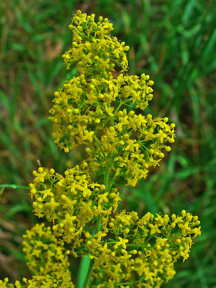 개솔나물 - Galium verum var. trachycarpum for. intermedium Nakai