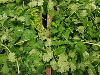 고수 사진 - Coriandrum sativum L. Photos