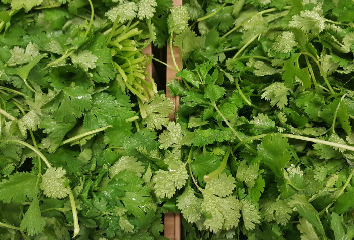 고수 - Coriandrum sativum L.