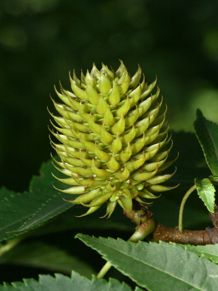 굴피나무 - Platycarya strobilacea Siebold & Zucc. var. strobilacea for. strobilacea