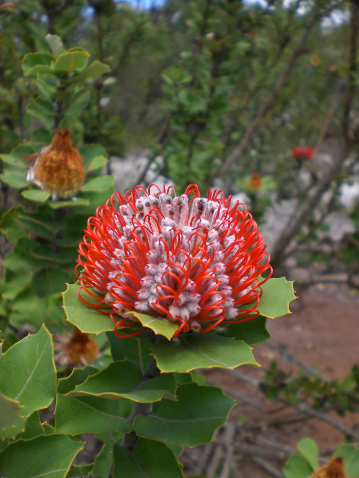 방크시아 - Banksia coccinea