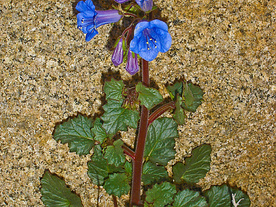 파셀리아 사진 - Phacelia campanularia Photos