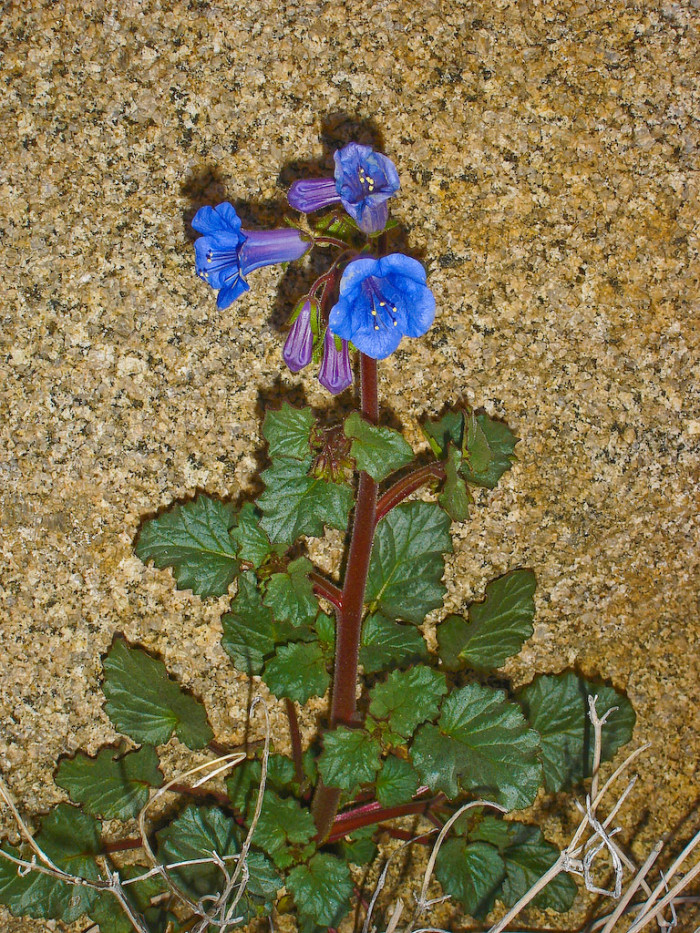 파셀리아 - California Bluebell, Phacelia campanularia