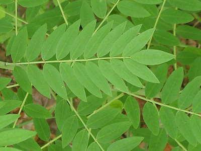 고삼 사진 - Sophora flavescens Solander ex Aiton Photos