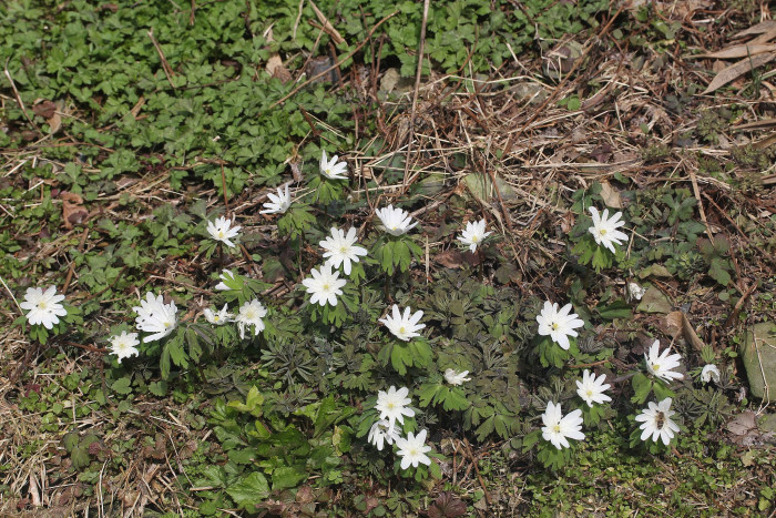 꿩의바람꽃 - Anemone raddeana Regel