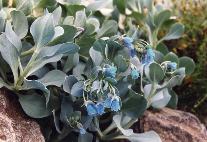 갯지치 - Mertensia asiatica (Takeda) J.F.Macbr.