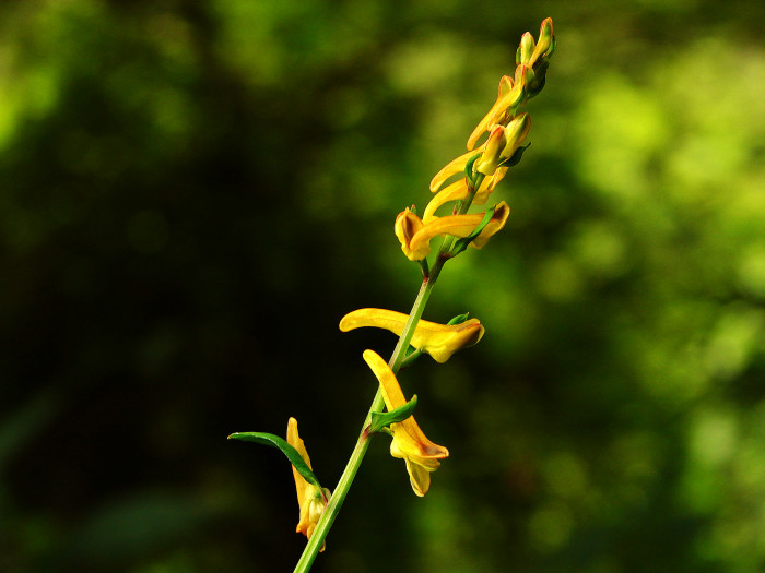 눈괴불주머니 - Corydalis ochotensis Turcz.