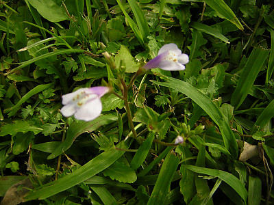 누운주름잎 사진 - Mazus miquelii Makino Photos