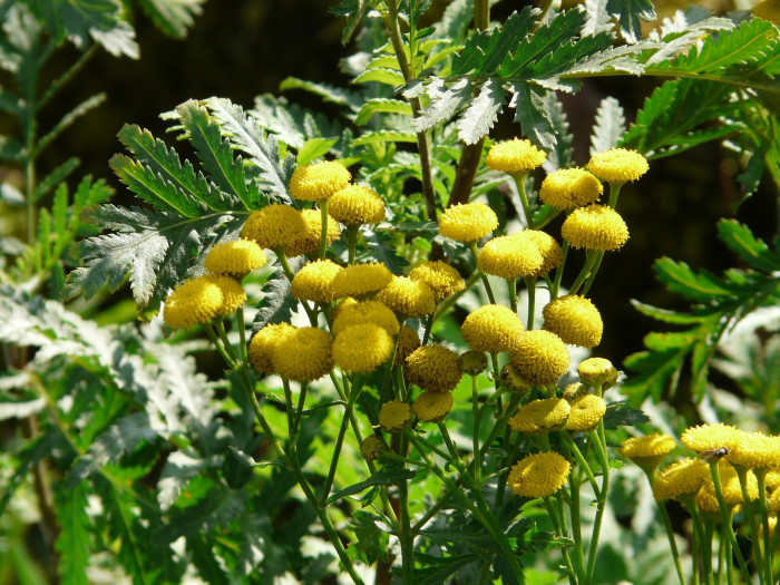 탄지 - tansy, Tanacetum vulgare