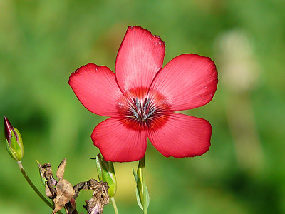 꽃아마 사진 - Linum grandiflorum Photos