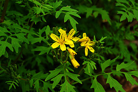 까치고들빼기 - Crepidiastrum chelidoniifolium (Makino) Pak & Kawano