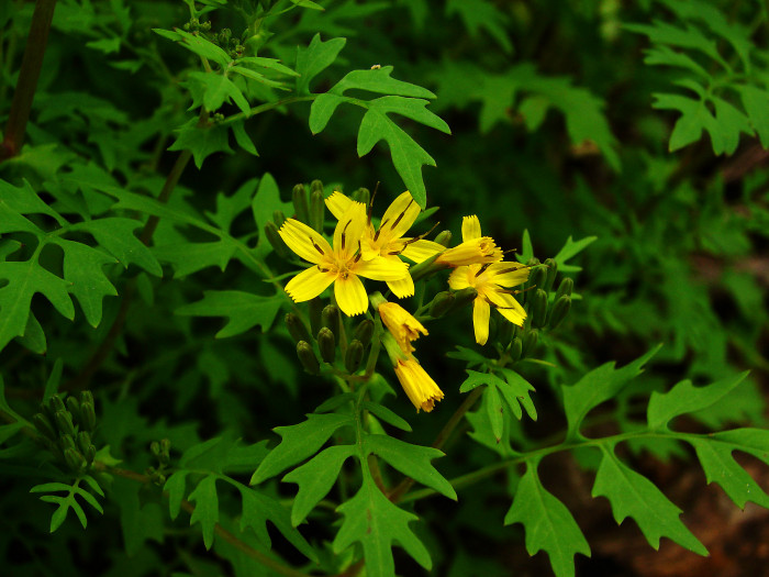 까치고들빼기 - Crepidiastrum chelidoniifolium (Makino) Pak & Kawano